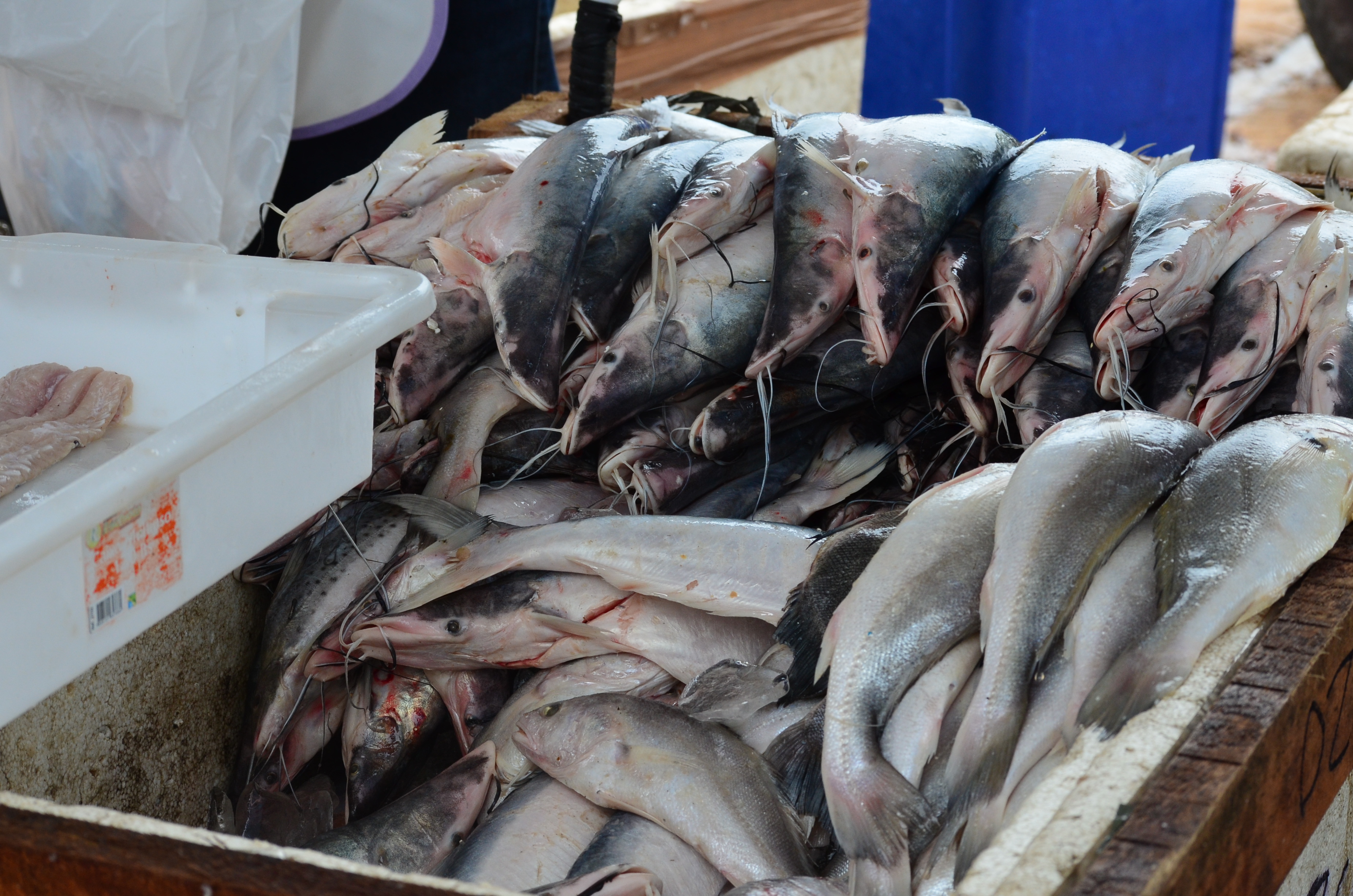 Feira do agricultor familiar e feira do peixe popular garante produtos com preços mais acessíveis à população Laranjalense